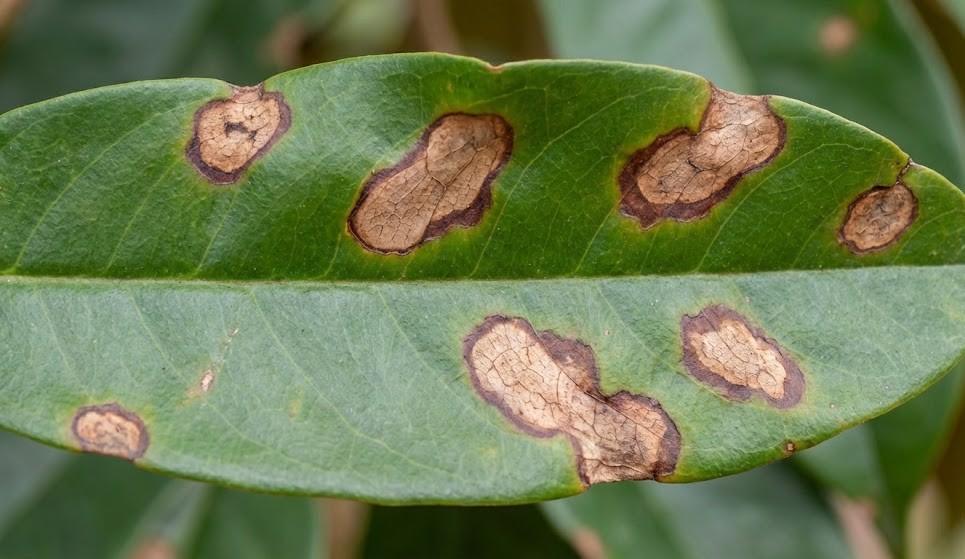 ngộ độc cho dưa hấu