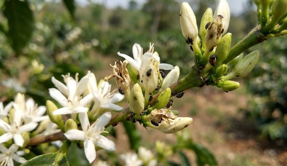  Sâu Bệnh Hại Trên Cây Cà Phê