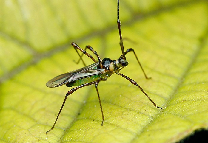 QUẢN LÝ BỌ XÍT MUỖI