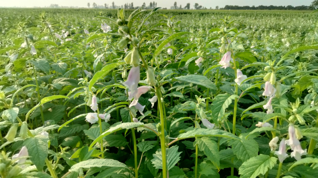 Lúa Rài Trên Ruộng Mè