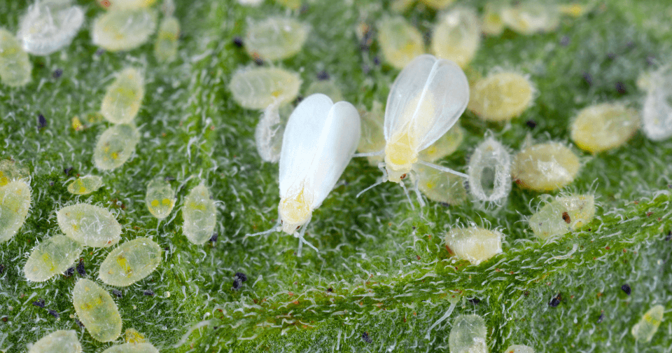 Rầy Phấn Trắng