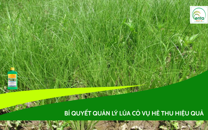 lúa cỏ vụ Hè Thu