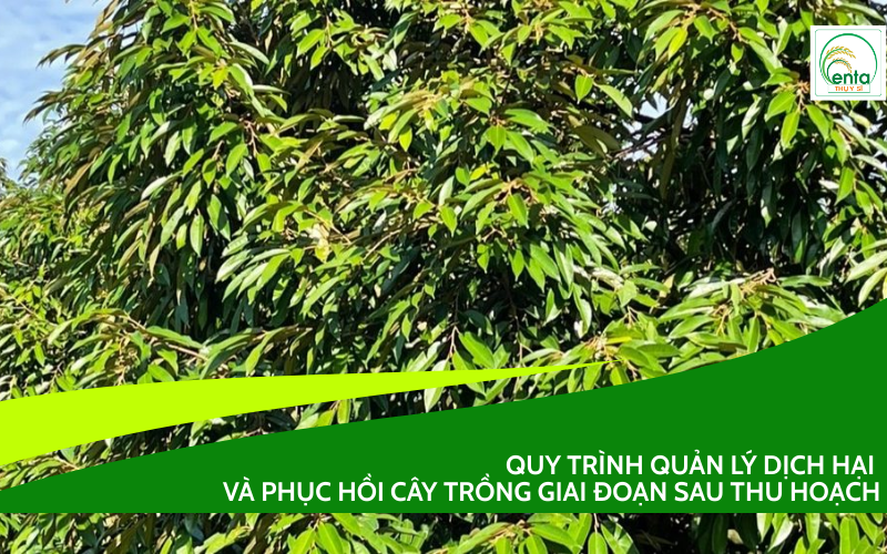 PHỤC HỒI CÂY TRỒNG