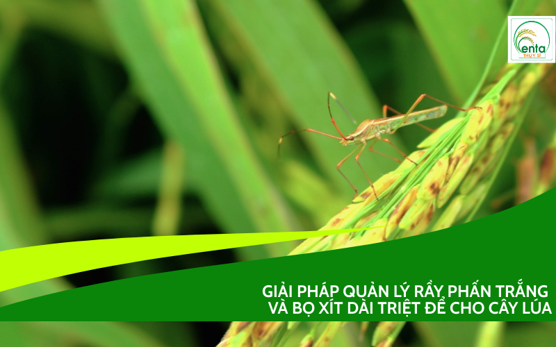 Quản Lý Rầy Phấn Trắng