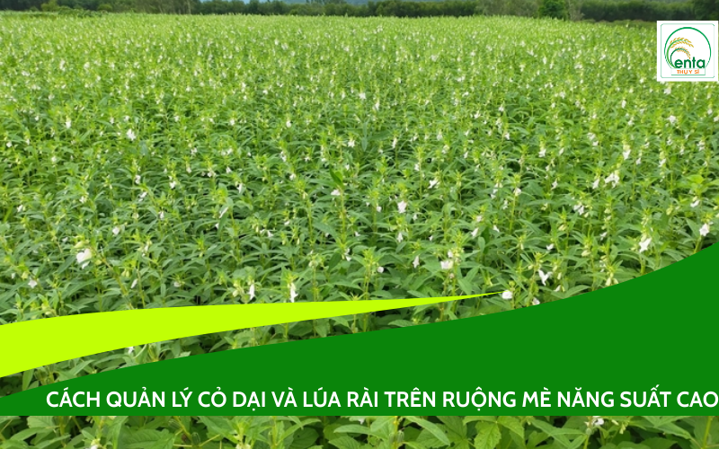 Lúa Rài Trên Ruộng Mè