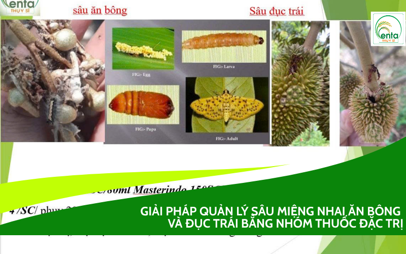 Sâu Miệng Nhai Ăn Bông