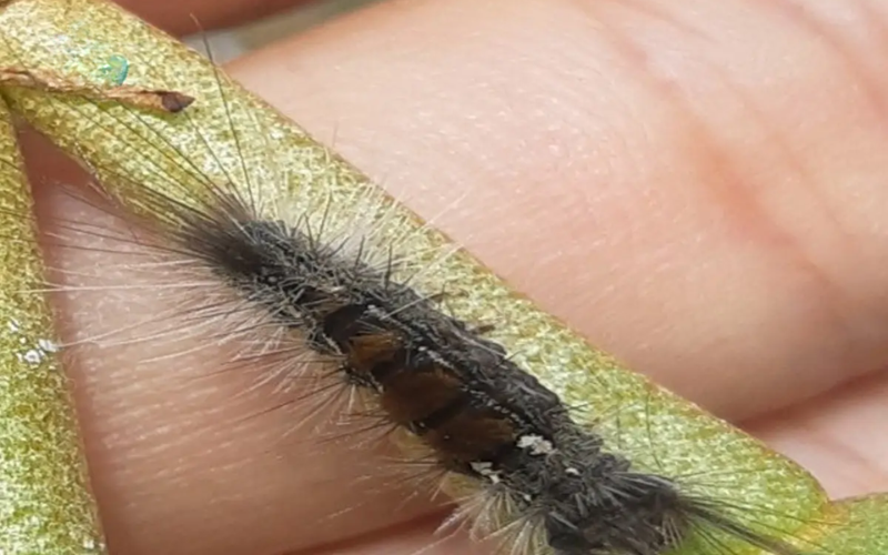  Sâu Miệng Nhai Ăn Bông