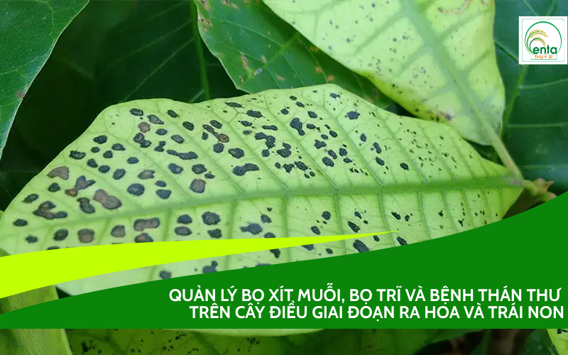 QUẢN LÝ BỌ XÍT MUỖI