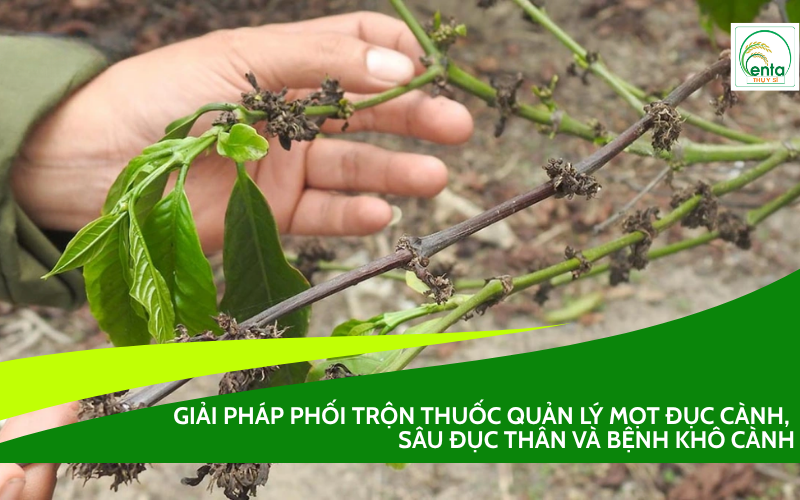 Mọt đục cành