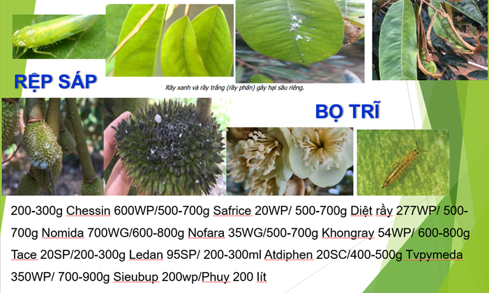  PHỤC HỒI CÂY TRỒNG 