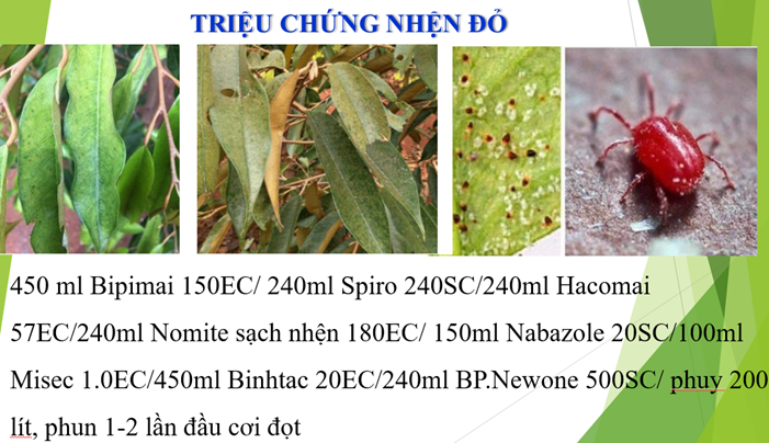  PHỤC HỒI CÂY TRỒNG 