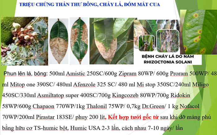  PHỤC HỒI CÂY TRỒNG 
