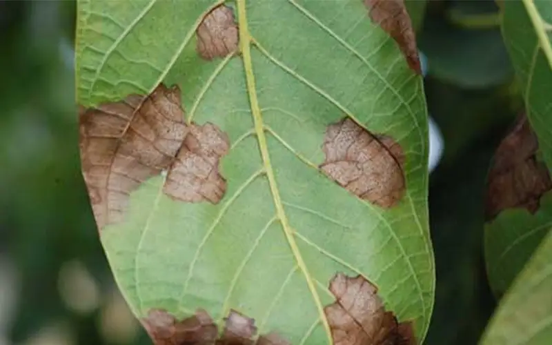 QUẢN LÝ BỌ XÍT MUỖI