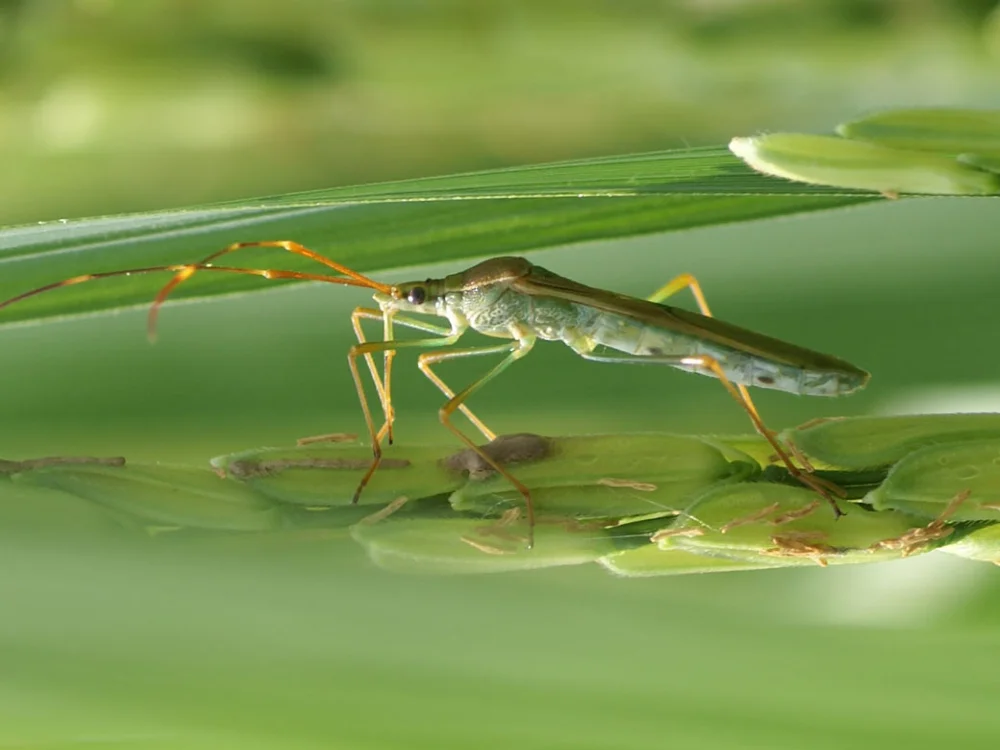 Quản Lý Rầy Phấn Trắng