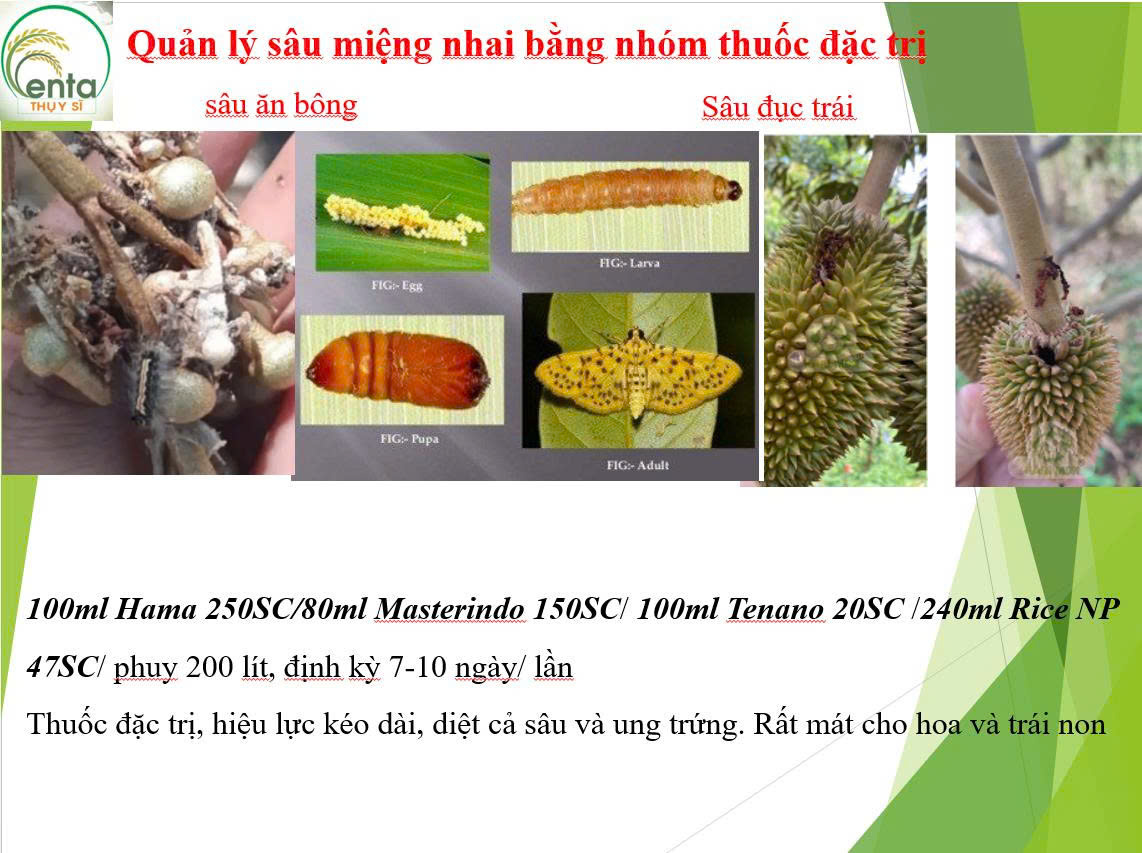  Sâu Miệng Nhai Ăn Bông
