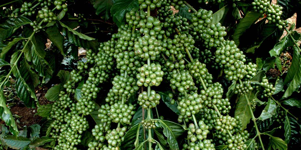 Cây Cà Phê